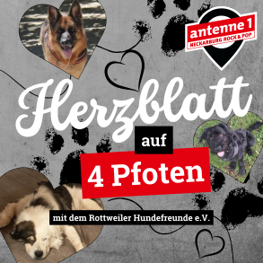 Herzblatt auf 4 Pfoten - Freunde für's Leben